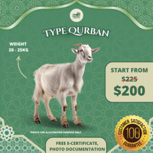 Qurban Sheep